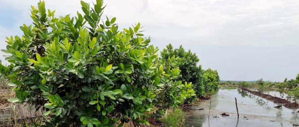 Agroforestry and Water Restoration