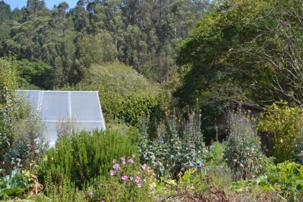 Food Forest