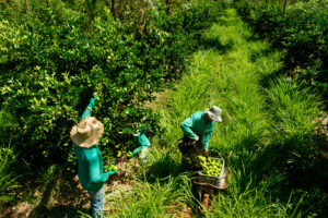 Food Forest