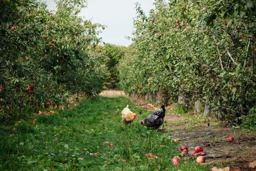 Food Forest