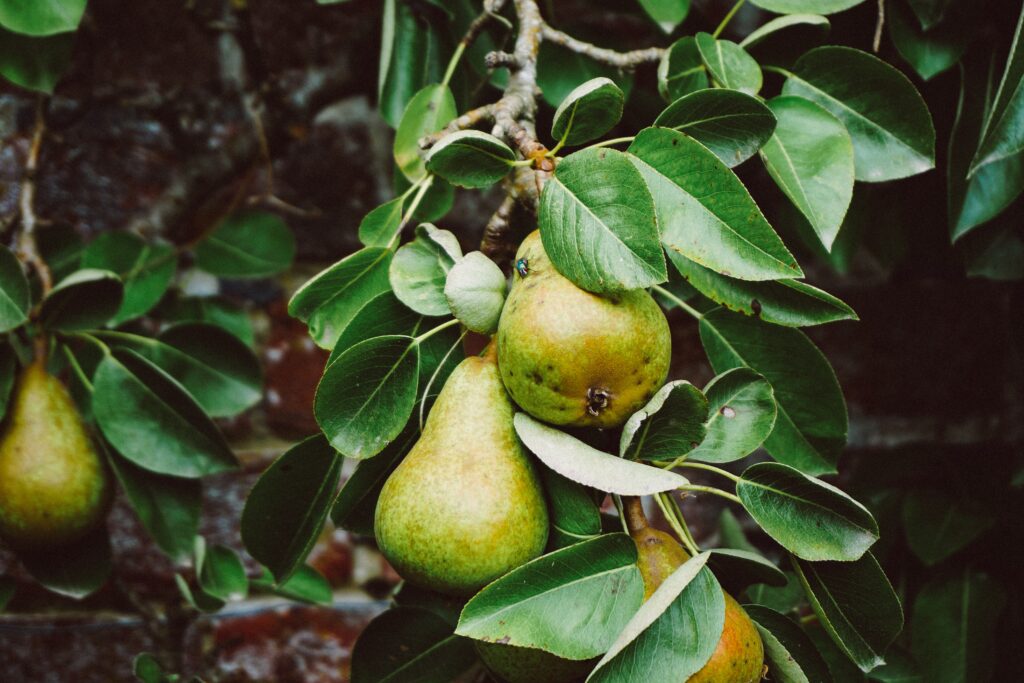 Food Forest