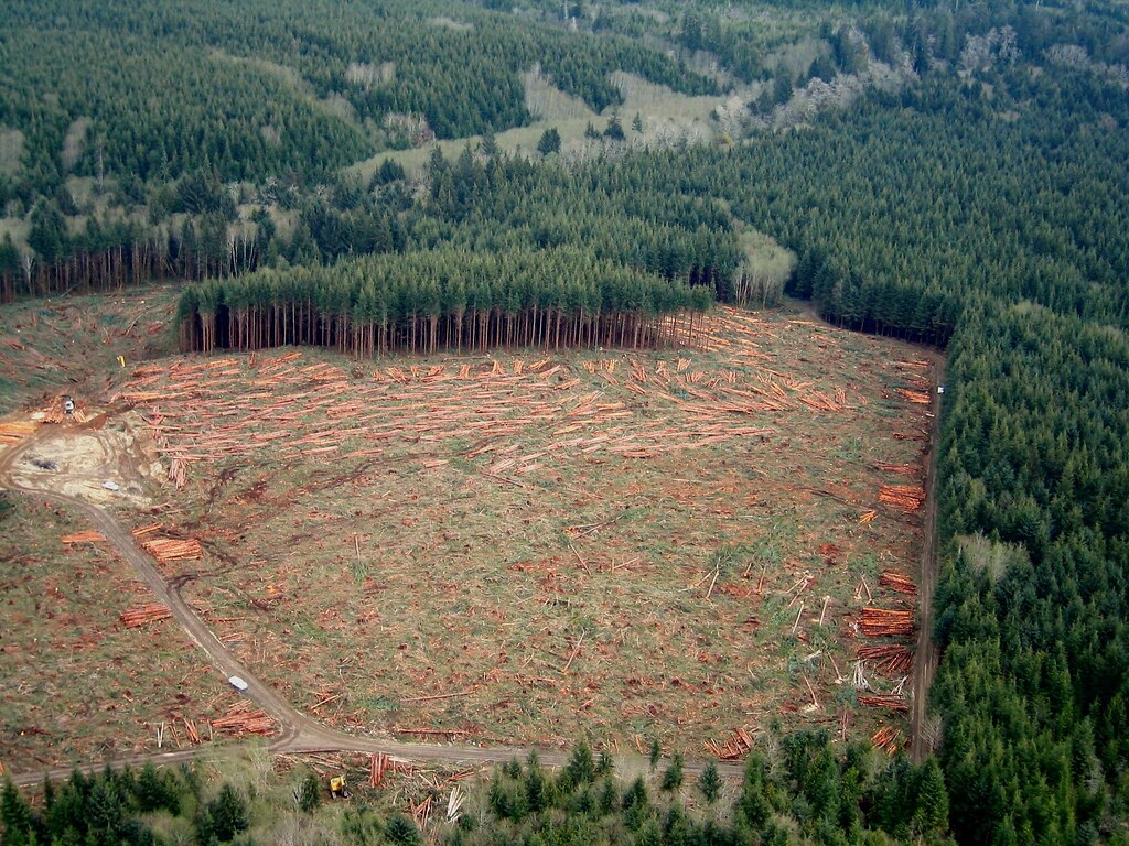 Clearcut Forest