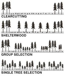 Forestry Practices