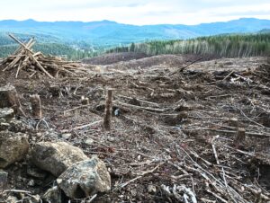 Clearcut Forest